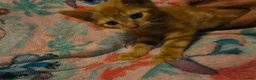 Mixed Breed cats for sale: 7 beautiful kittens - Advert 24