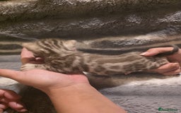 Bengal cats for sale: Rare Bengal babies - Image 8