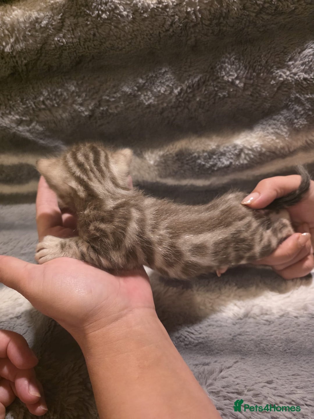 Bengal cats for sale: Rare Bengal babies - Image 8