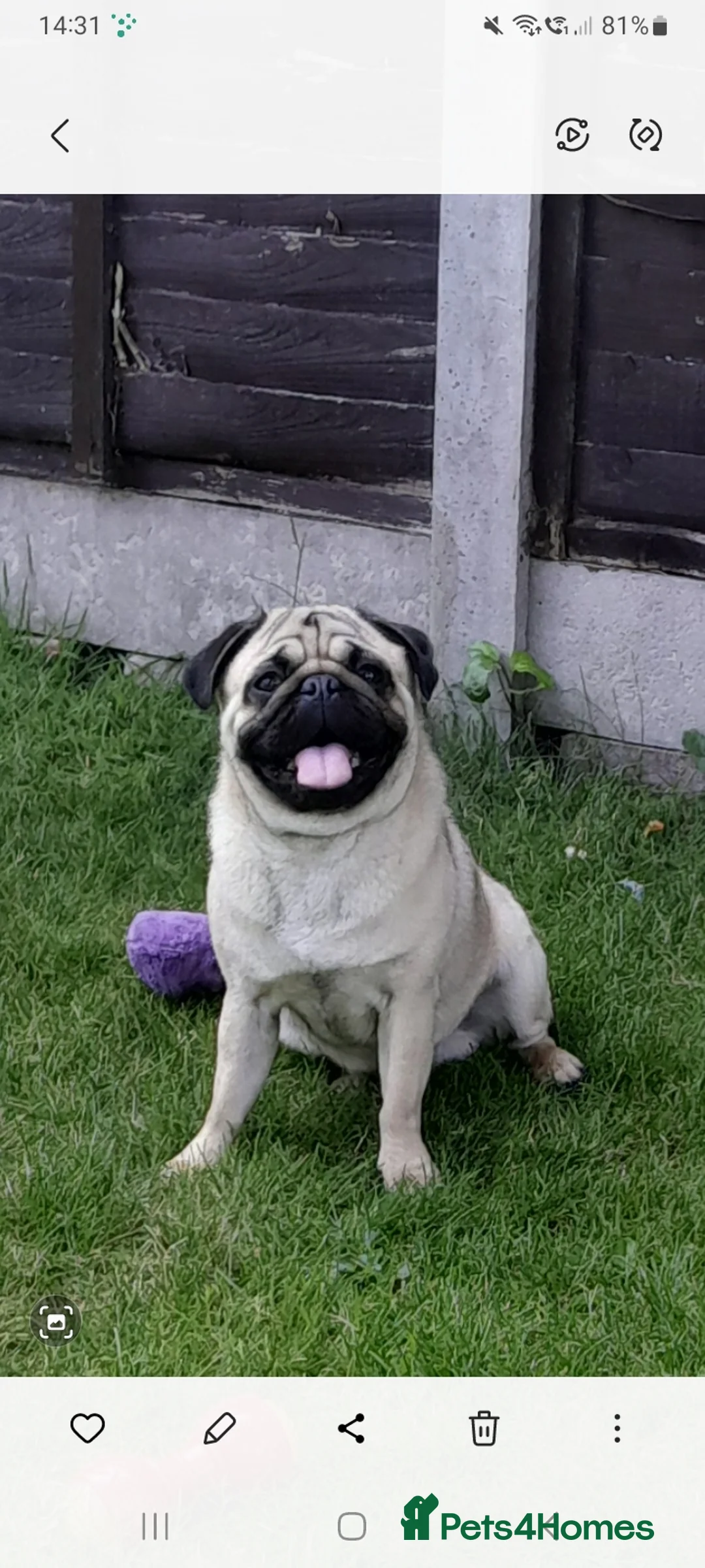 Pug dogs for stud:  Kc reg Stud dog in Waltham Cross - Advert 8