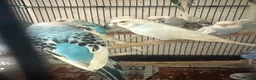Budgerigars birds for sale: Male or female  - Advert 1