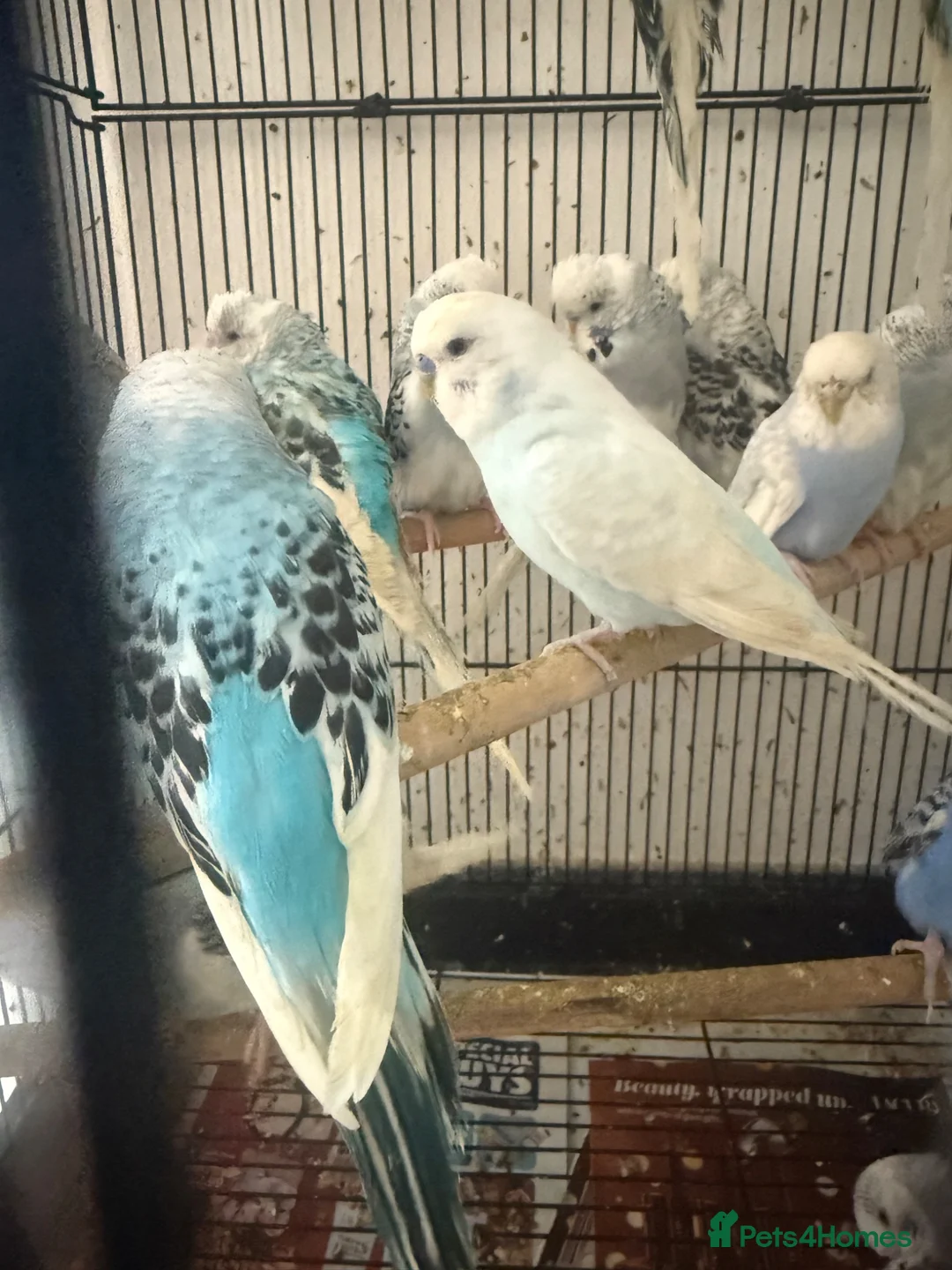 Budgerigars birds for sale: Male or female  - Advert 1