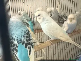 Budgerigars birds Male or female - Advert 1