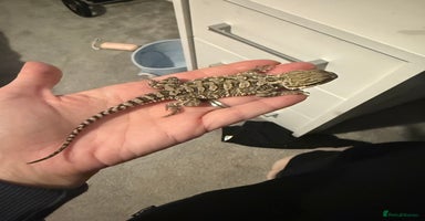 Dragon reptiles - Advert 13