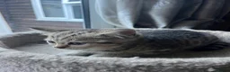 British Shorthair cats for sale: Gccf male British Shorthair kitten  - Advert 4