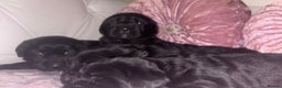 Goldador dogs for sale: Gorgeous Black Goldador Pups - Advert 4
