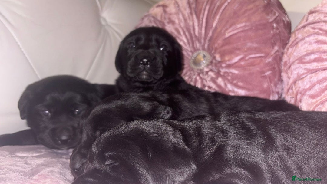 Goldador dogs for sale: Gorgeous Black Goldador Pups - Advert 4