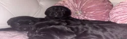 Goldador dogs for sale: Gorgeous Black Goldador Pups - Advert 4