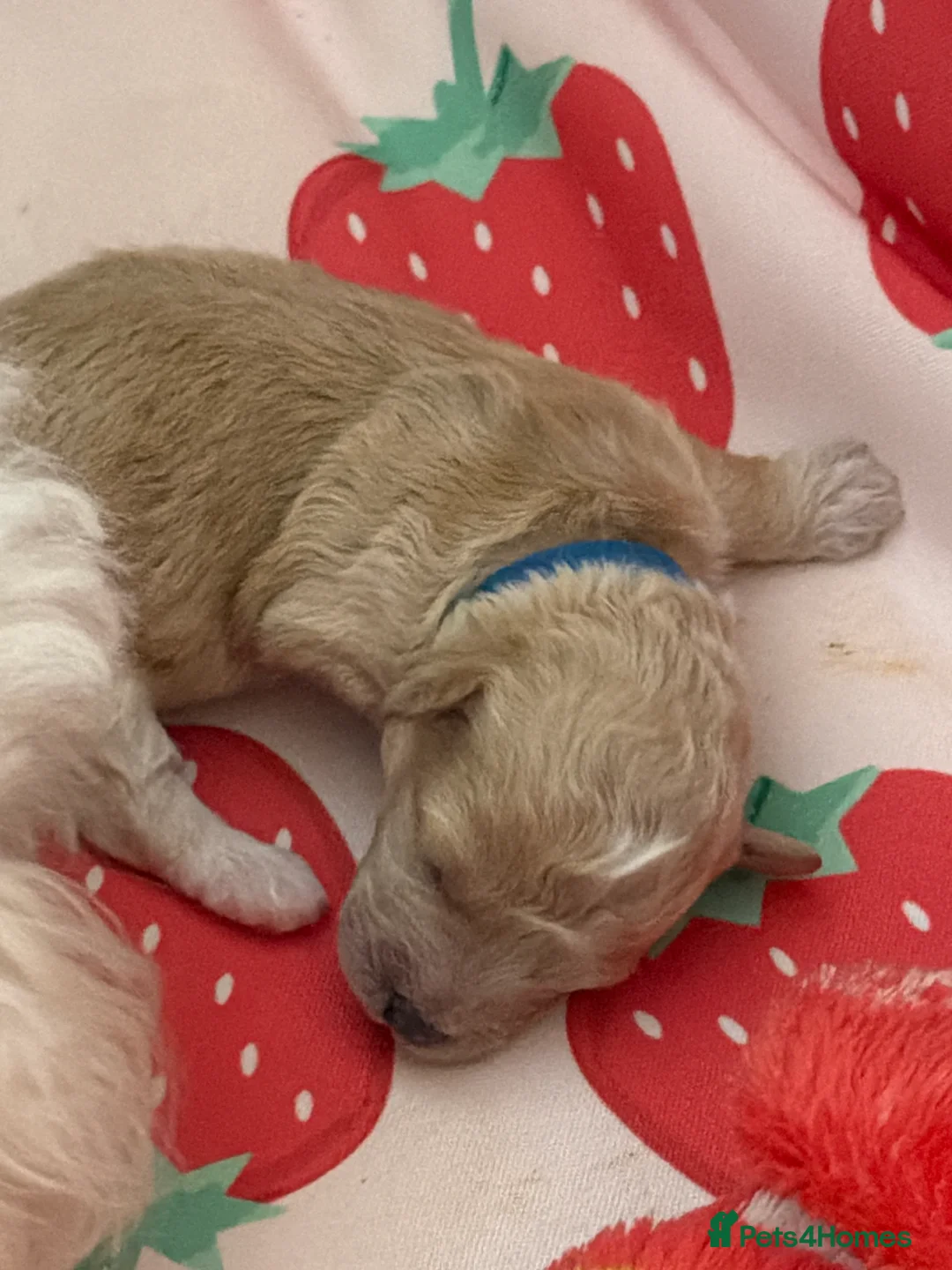 Toy Poodle dogs for sale: Beautiful toy poodle puppies! Edinburgh  - Advert 6