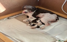 Sproodle dogs for sale: 2 choc girls left and 1 white & brown boy - Image 3