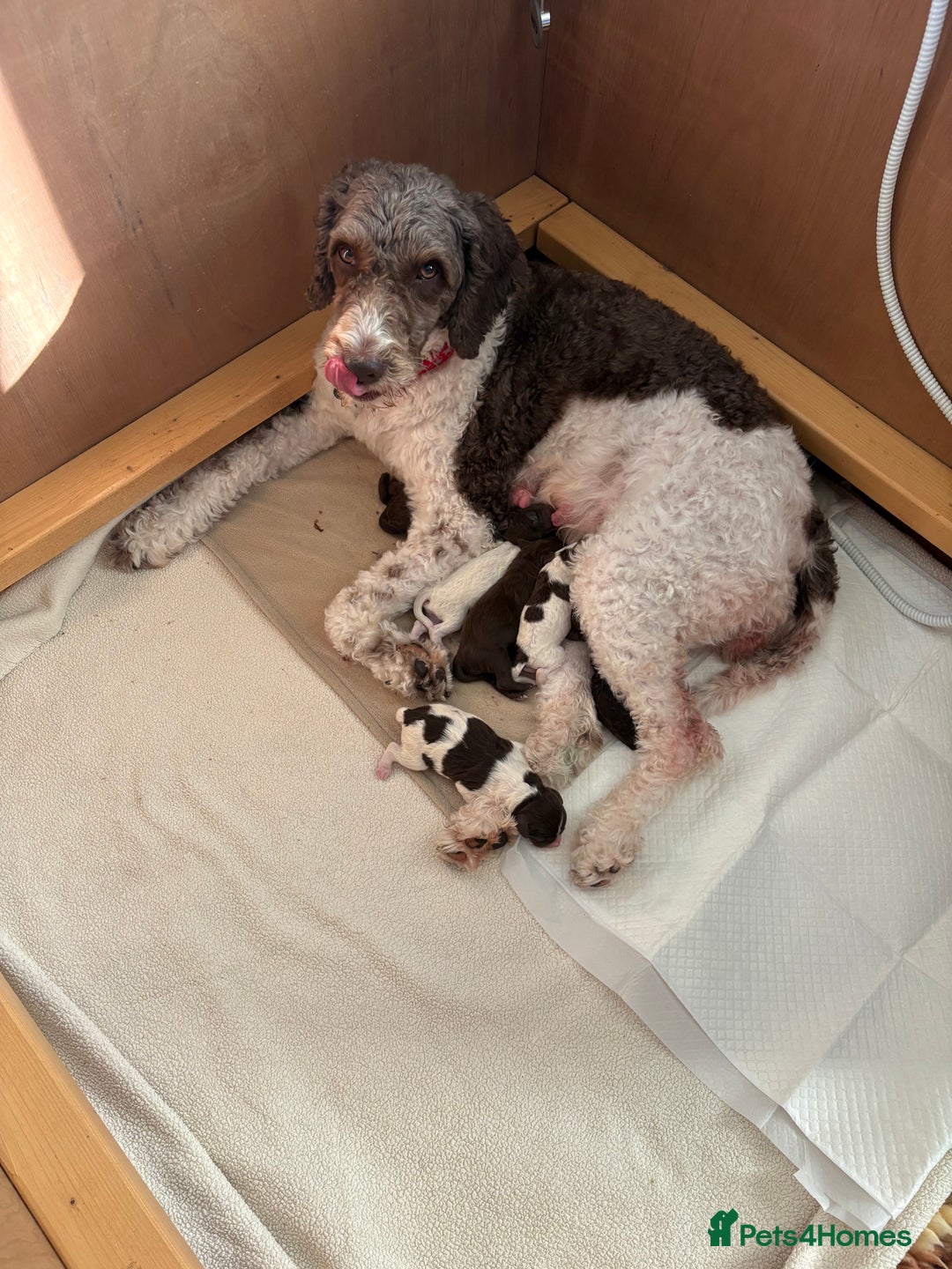 Sproodle dogs for sale: 2 choc girls left and 1 white & brown boy - Image 3