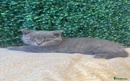 British Shorthair cats for sale: 💕British Shorthair Blue Kittens💕 - Image 8