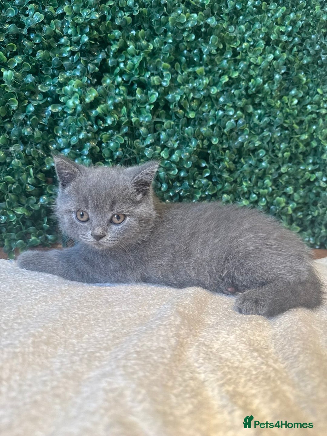 British Shorthair cats for sale: 💕British Shorthair Blue Kittens💕 - Image 8