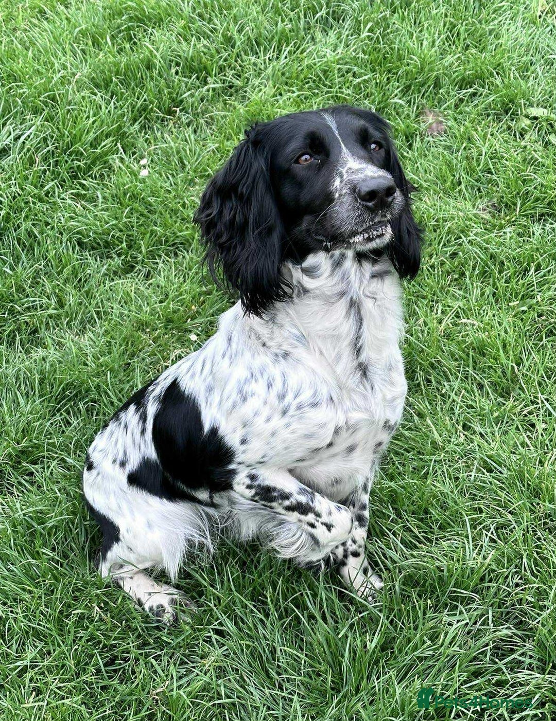 Mixed Breed dogs for sale: ** Spangold Retrievers ** - Image 5