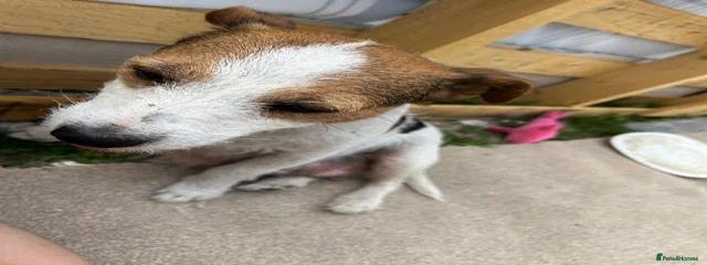 Amy