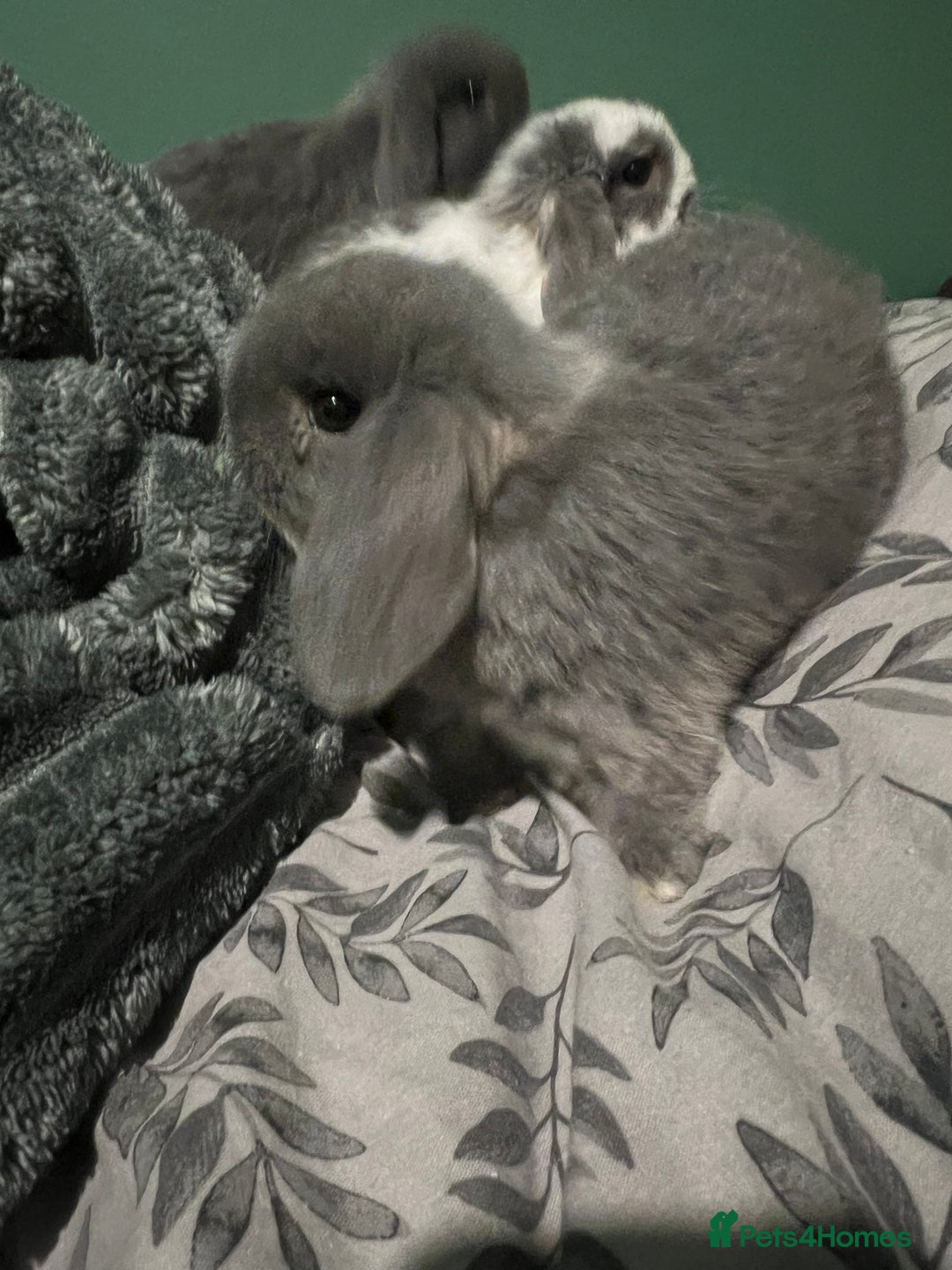 Mini Lop rabbits for sale: Mini lop boys  - Advert 2