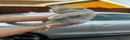 British Shorthair cats for sale: 3 British shorthair girls - Advert 6