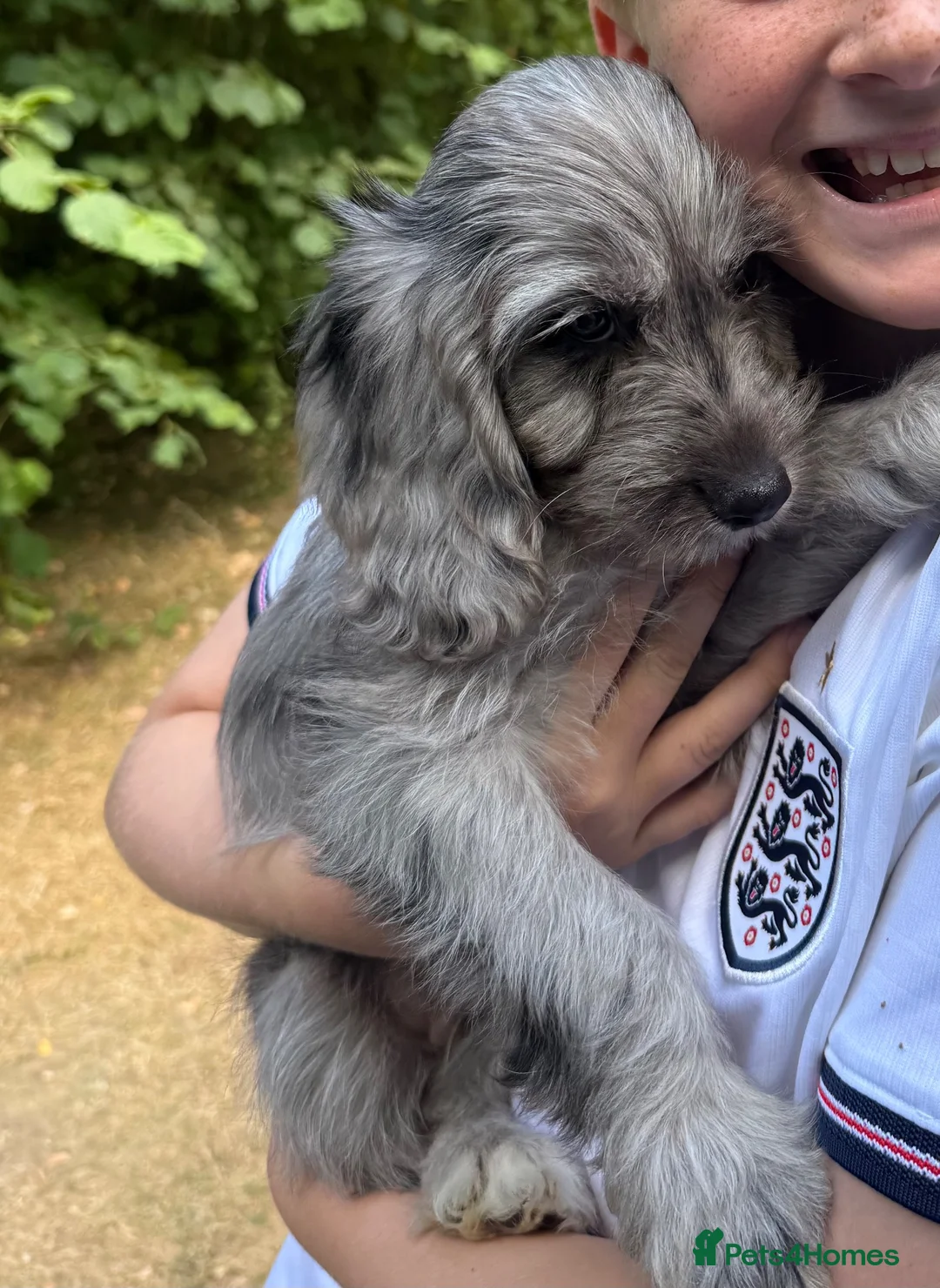 Cockapoo dogs for sale: Little Dottie beautiful Cavapoo  - Advert 2