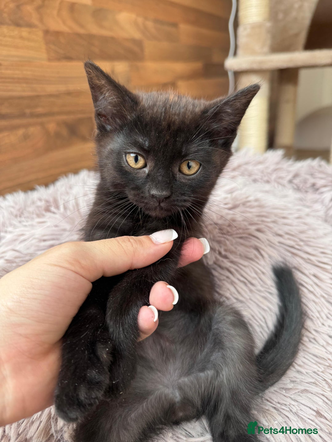 Mixed Breed cats for sale: 4 beautiful kittens, Bengal & British shorthair - Image 22