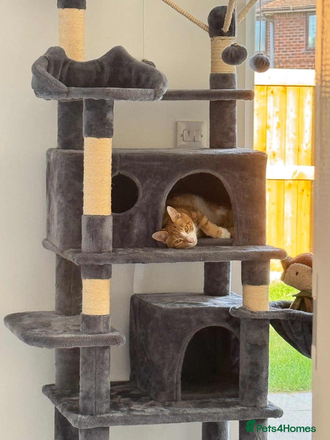 Mixed Breed cats for sale: Marla ginger cat  - Advert 10