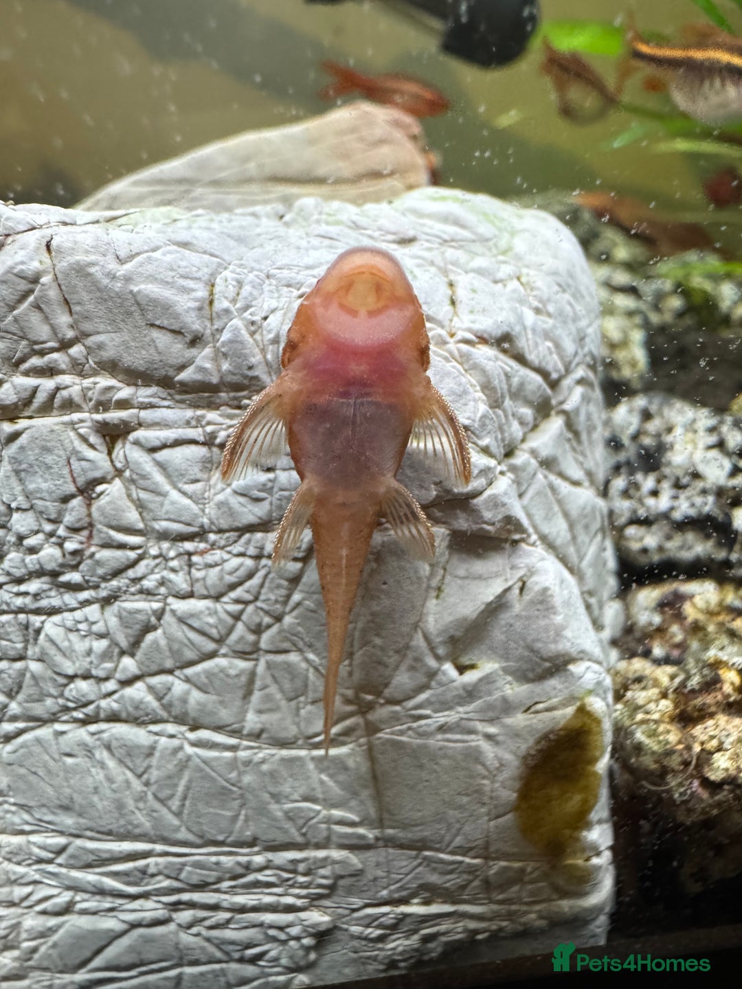 Plecos fish for sale: Super red bristle nose pleco - Image 2