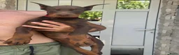 Dobermann dogs for sale: European Dobermann Puppy for sale  - Advert 4