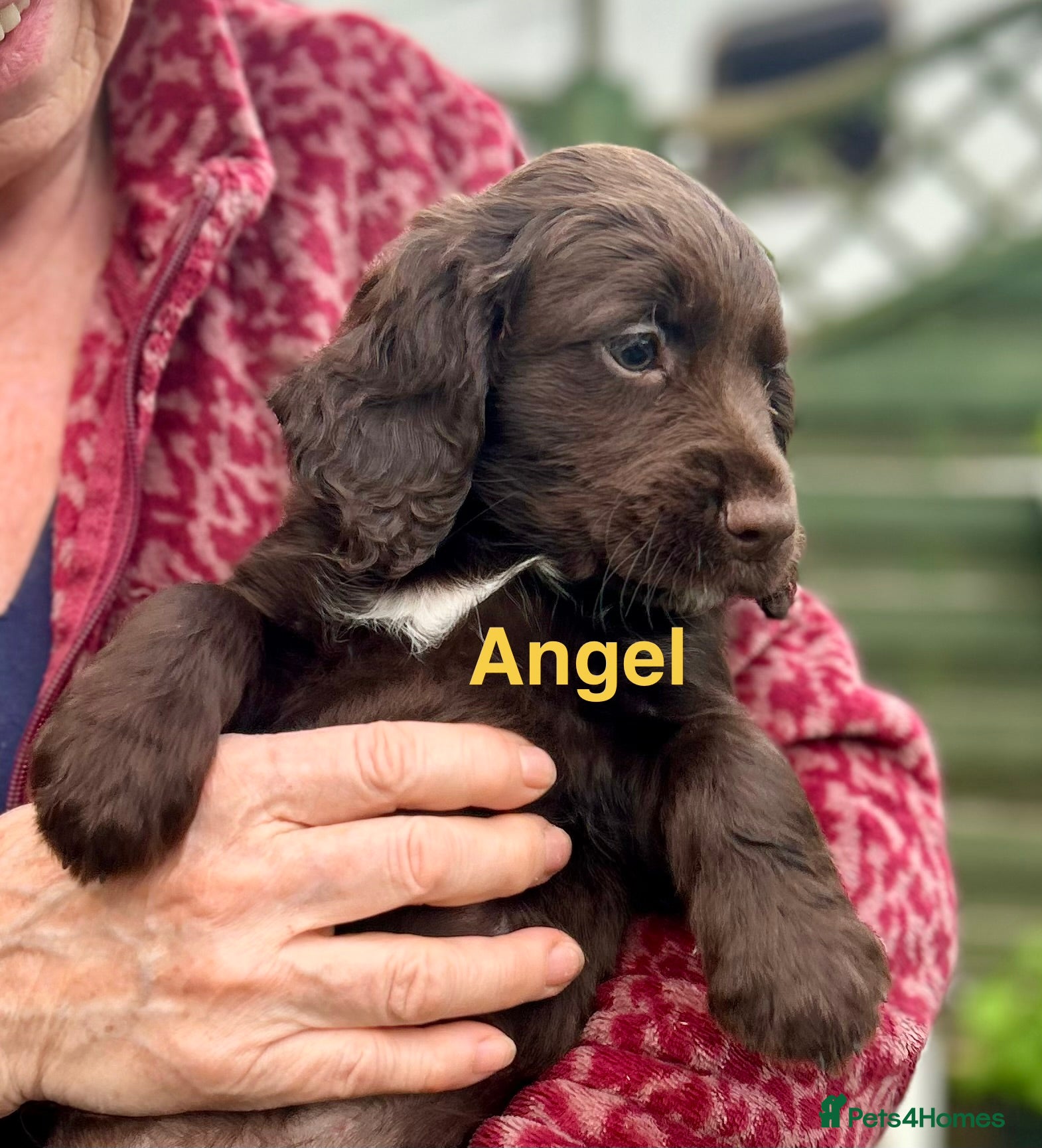 Cocker Spaniel dogs ✨ READY NOW K.C. Work Cocker Licensed Breeder ✨ - Advert 4