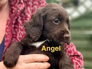 Cocker Spaniel dogs ✨ READY NOW K.C. Work Cocker Licensed Breeder ✨ - Advert 4
