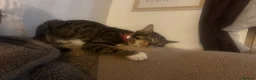 Mixed Breed cats for sale: Meet Maple - looking for her forever home  in Wirral - Advert 11