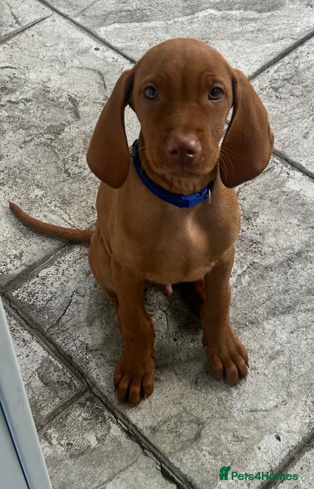 Hungarian Vizsla dogs 2 x KC registered Hungarian vizsla puppy - Advert 1