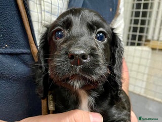 Cocker Spaniel dogs Cocker Spaniel Puppies for Sale - Advert 1