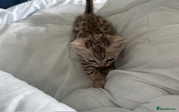 Bengal cats for sale: Gorgeous Bengal Babies - Image 31