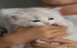 Ragdoll cats for sale: Best Ragdoll Bicolour and Lynx kittens in UK - Image 19