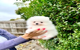 Pomeranian dogs for sale: Teddy face🐼Top quality🏆Very Tiny  - Image 9