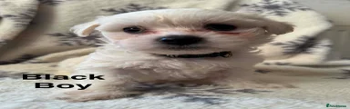 Maltese 5