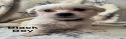 Maltese dogs for sale: Maltese puppies - Advert 5