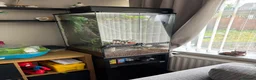 Gecko reptiles for sale: Female crested gecko, complete bio active set up in Stourbridge - Advert 3