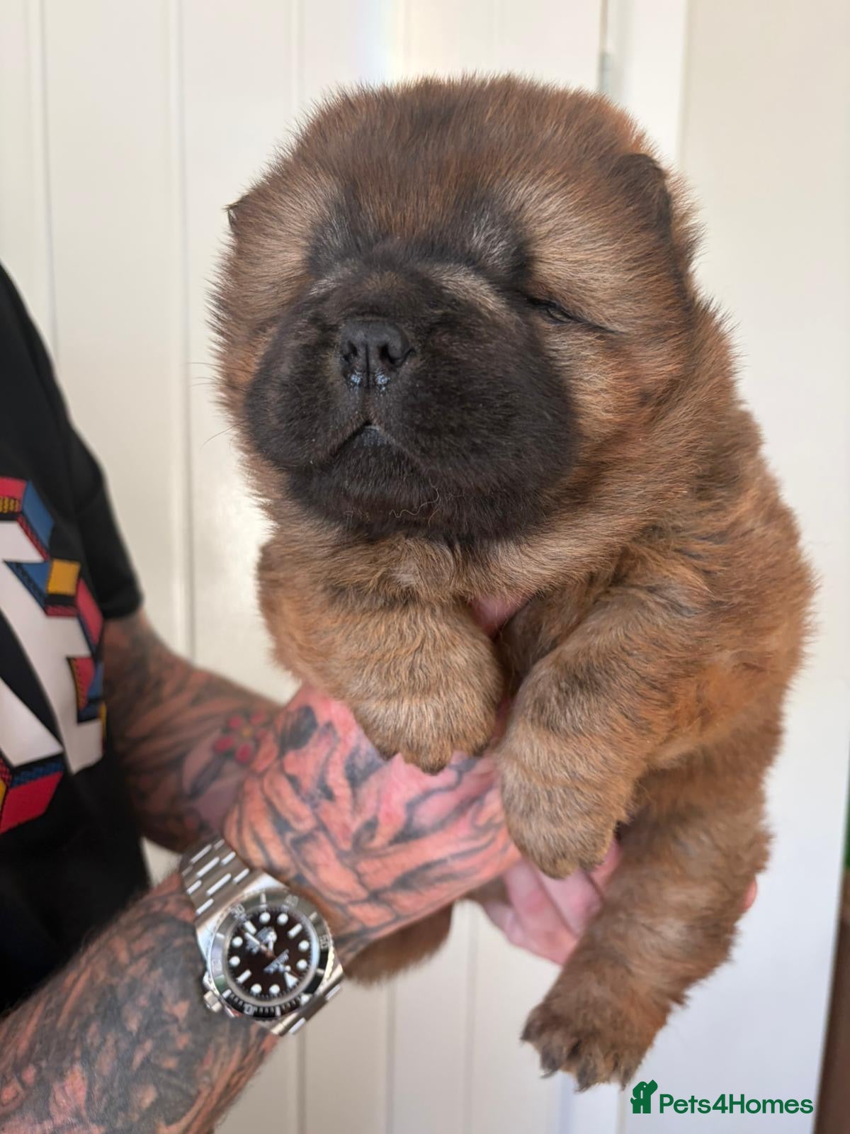 Chow Chow dogs Chow chow puppy  - Advert 2