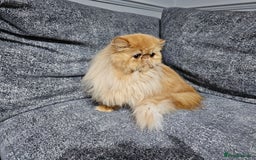 Persian cats for sale: 2 X RED, WHITE MALE PURE PERSIAN KITTENS  - Image 10