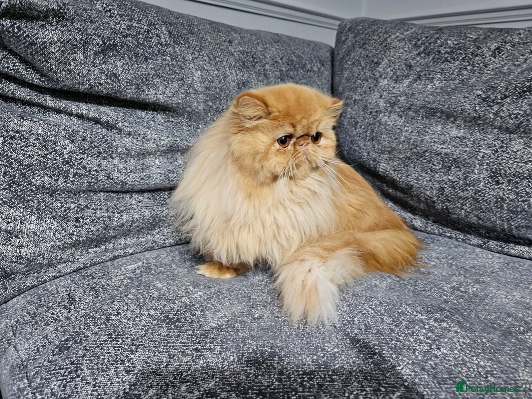 Persian cats for sale: 2 X RED, WHITE MALE PURE PERSIAN KITTENS  - Image 10