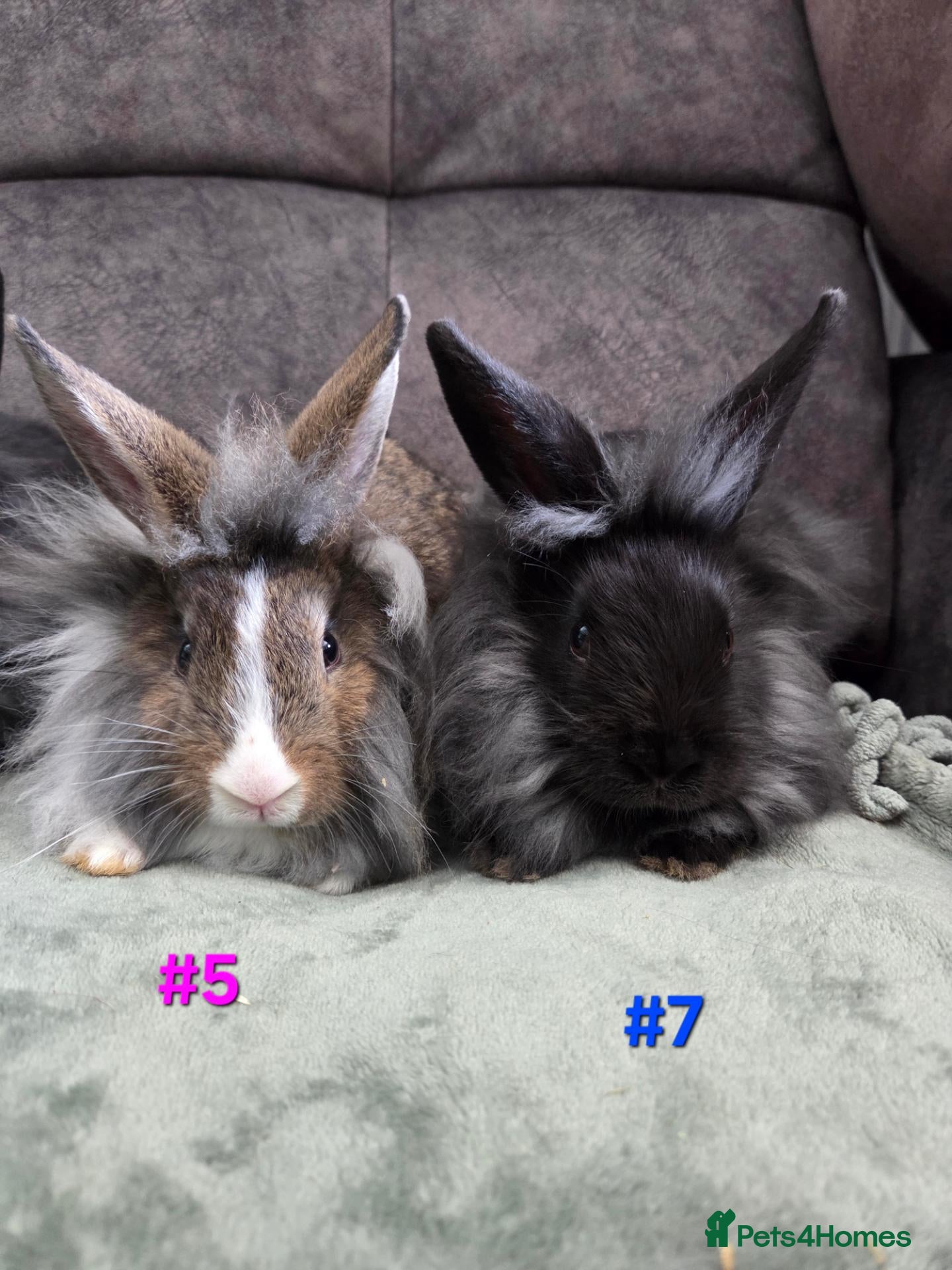Lionhead rabbits Lion head babies very fluffy & tame ☆READY NOW - Advert 2