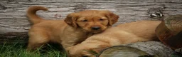 Golden Retriever dogs for sale: KC Registered Working Golden Retriever Puppies - Advert 7
