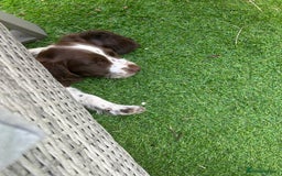 English Springer Spaniel dogs for sale: Springer spaniel  - Image 2