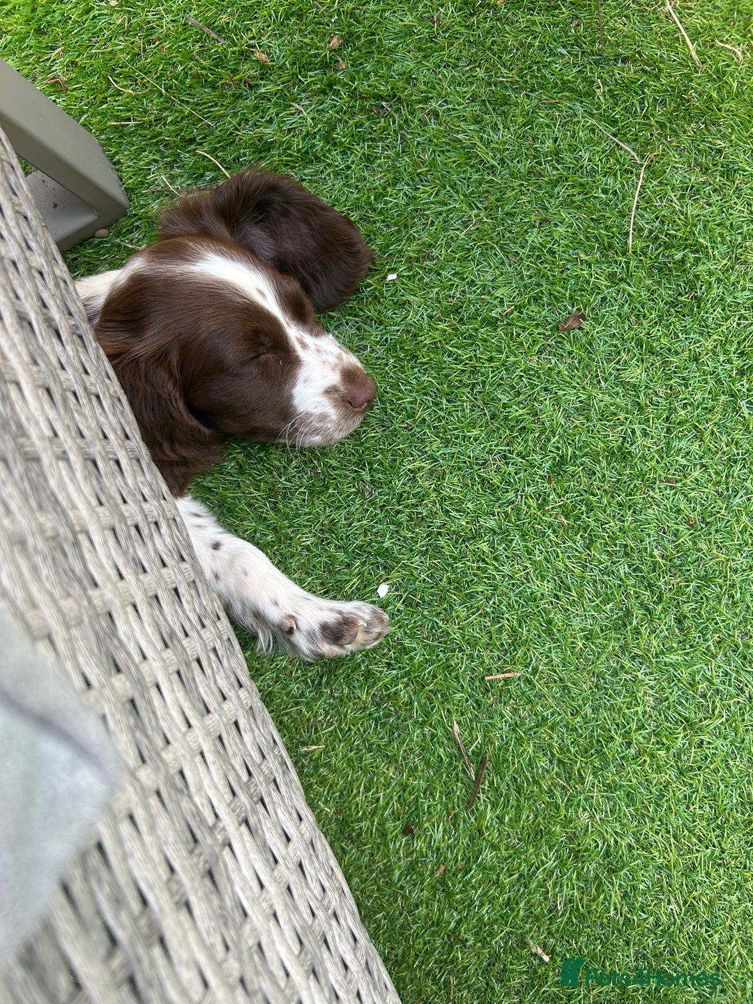 English Springer Spaniel dogs for sale: Springer spaniel  - Image 2