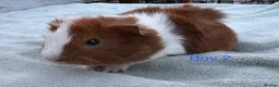 Guinea Pig rodents for sale: Baby Girls & Boys - Advert 7