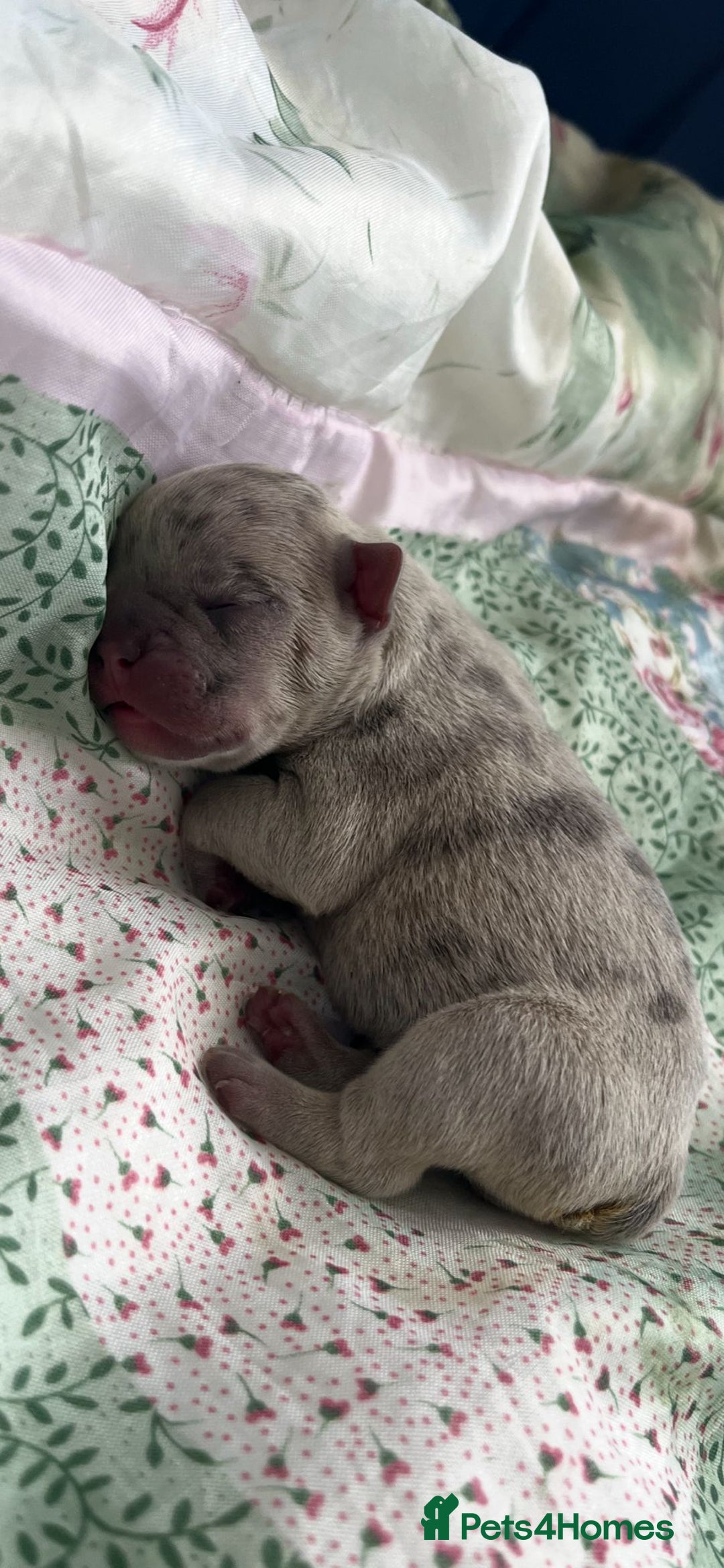 French Bulldog dogs for sale: Multi Coloured Merle French Bulldog Pups  - Advert 5