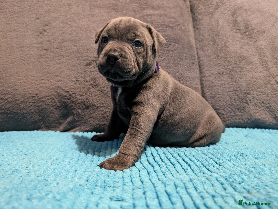 Staffordshire Bull Terrier dogs for sale: KC registered beautiful staffies puppies to sell - Advert 6
