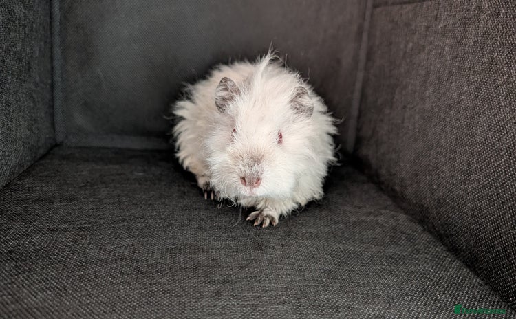 Guinea Pig rodents - Advert 2