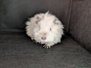 Guinea Pig rodents - Advert 9