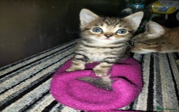 Mixed Breed cats for sale: 5 Beautiful Tabby Kittens - Image 12